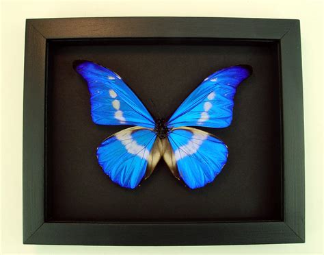 Framed Morpho Butterfly Morpho Rhetenor Helena Blue Morpho