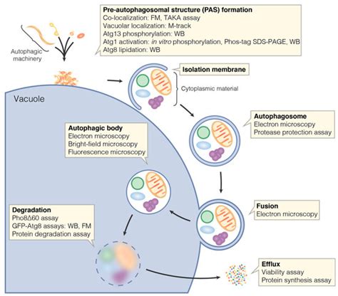 Cells Free Full Text Assays To Monitor Autophagy In Saccharomyces