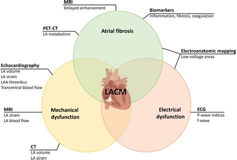 Frontiers Left Atrial Cardiomyopathy A Challenging Diagnosis