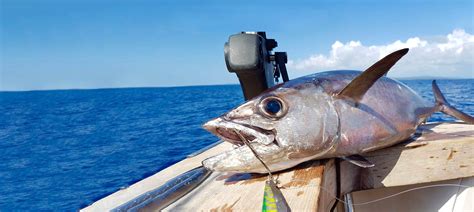 Tuna (Dogtooth) Fishing in Samoa - FishingBooker