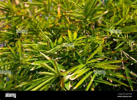 Lanceolate Leaves Hi Res Stock Photography And Images Alamy