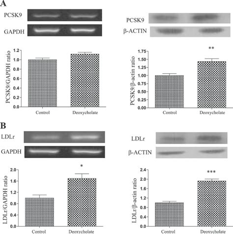 Modulation Of PCSK9 And LDLr Gene And Protein Expression By 250 M