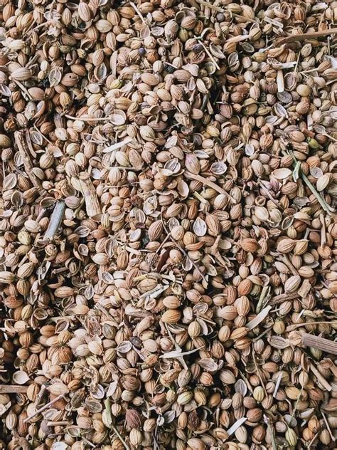 Dried Brown Whole Dry Coriander Seed For Cooking At Rs 90 Kg In