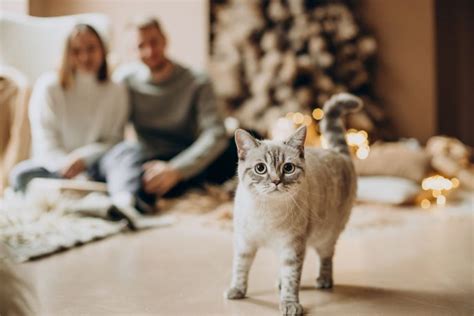 Entenda Por Que Gato Tem Medo De Fogos Blog Da Pet Anjo