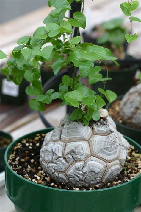 US$ 2.92 - Dioscorea Elephantipes Imported Elephant's Foot Yam Seeds, Professional Pack, bonsai ...