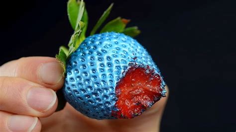 Blue Strawberry Plant