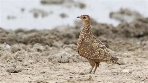 Burchells Sandgrouse Pterocles Burchelli At Kgalagadi T Flickr