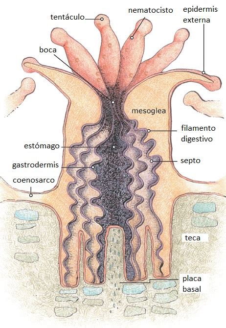 Anthozoa - Wikipedia, la enciclopedia libre