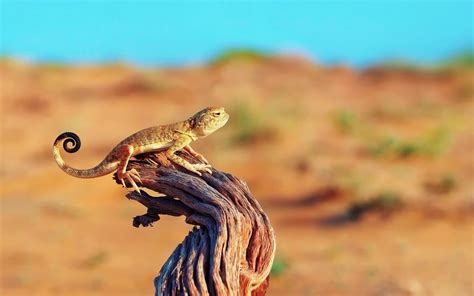 Lizard Tree Stump Desert Wallpaper 1680x1050 13694