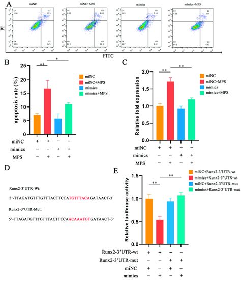 MiR 30b 5p Suppressed MPS Induced Apoptosis In Chondrocyte A B The