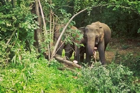 Private Dambulla Sigiriya Tour From Kandy With Lunch