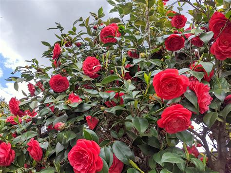 Camellia Japonica Common Camellia Sages Acre