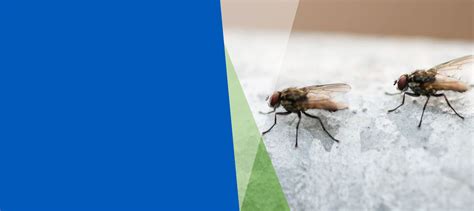 Flies Treatment Polokwane The Specialists