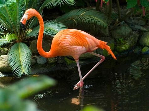 Top 320+ Best Names for Flamingos | PetPress