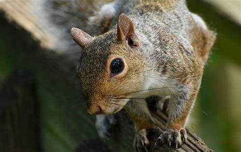 What To Do About Pesky Squirrels Around Your Waldorf Property Mike S