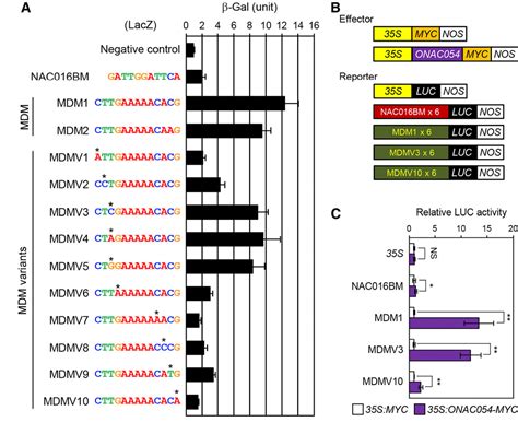 Figure 4 From Multilayered Regulation Of Membrane Bound ONAC054 Is