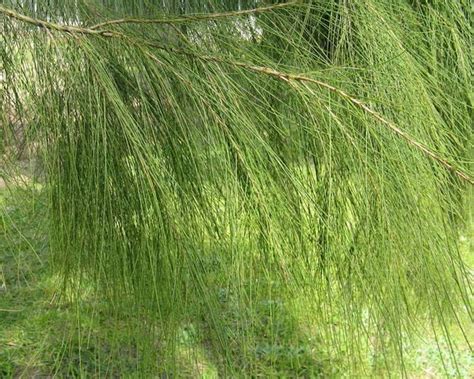 Allocasuarina Drooping She Oak 8 Pot Hello Hello Plants