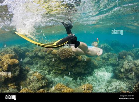 Snorkeling At Bikini Atoll Marshall Islands Bikini Atoll Micronesia Pacific Ocean Stock