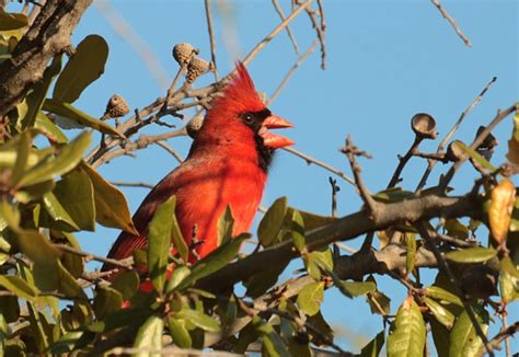 Male Cardinal Singing In Tree Free Stock Photo - Public Domain Pictures