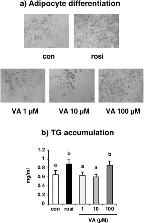 Effects Of Va On The Differentiation Of 3t3 L1 Adipocytes A Lipid