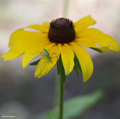Caddo National Grasslands Big Berthas Adventures