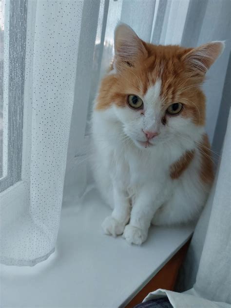 Feline Friends Cat Sitters Edinburgh Cat Sitters And Services Edinburgh