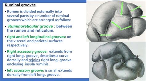 Anatomy of the Ruminant Stomach | PPT