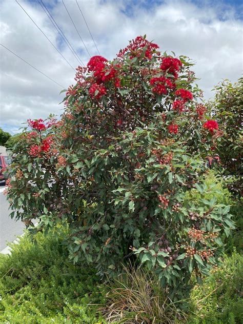 Corymbia Dwarf Red Grafted 250mm The Garden Feast