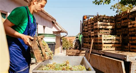 Sai Quali Sono Le Differenze Tra Vino Biologico E Biodinamico Winejob