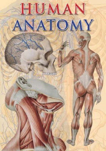 Human Anatomy - Giovanni Iazzetti: 9781844060795 - AbeBooks