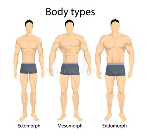 Tipos de corpo masculino ilustração do vetor Ilustração de fino