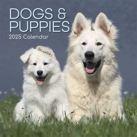 dogs puppies square wall calendar paper