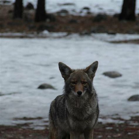 What Is The Difference Between Coyotes and Wolves? (Explained) – All ...