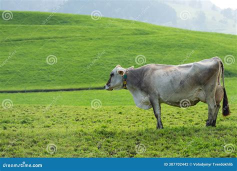 Las Vacas Pastan En Prados Alpinos Pastos De Ganado En Un Campo De