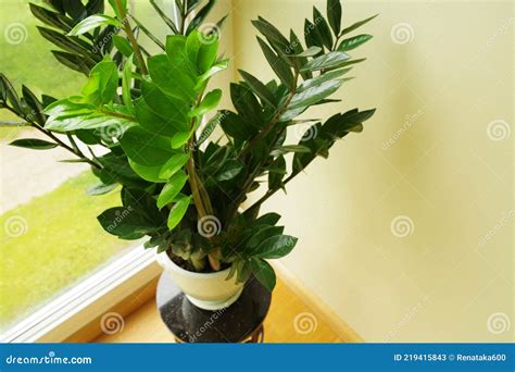 Zamioculcas Flower in Pot. Zamioculcas Zamiifolia Stock Image - Image of bloom, environment ...