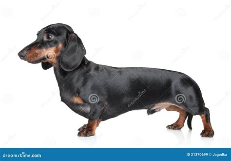 Dachshund On White Background Royalty Free Stock Images - Image: 21370699