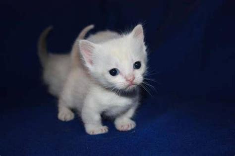 Munchkins Are The Cutest Munchkin Kitten Cats Napoleon Cat