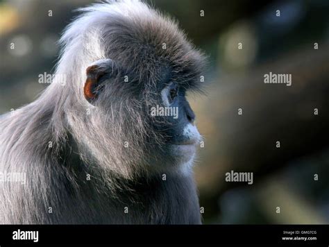 Southeast Asian Dusky Leaf Monkey Trachypithecus Obscurus A K A