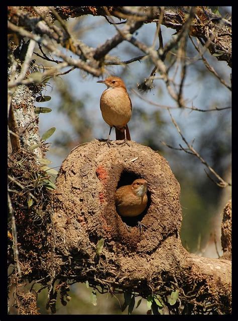 João De Barro Wild Birds Bird Beautiful Birds