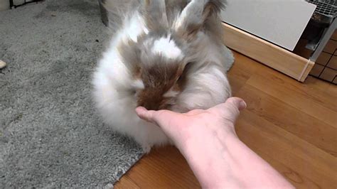 Angora Bunny Rabbit Beautiful And Sweet Youtube