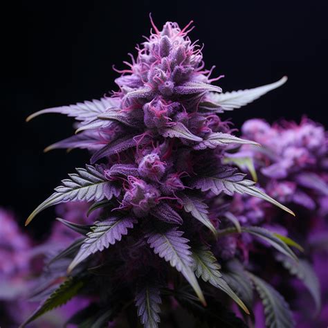 What Are Some Examples Of Purple Weed Strains Barneys Farm