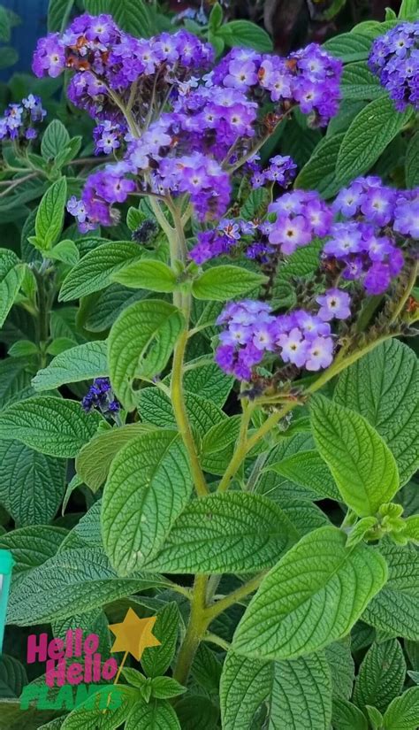 Heliotropium arborescens - Hello Hello Plants