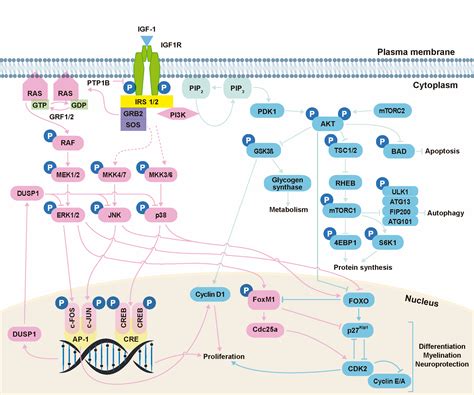 Insulin Like Growth Factor Signaling In Mammalian Hearing