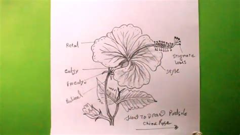 Hibiscus Flowerdifferent Parts Of China Roseparts Of Flower Youtube