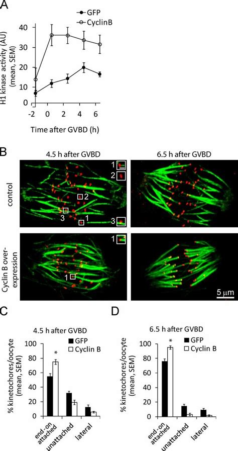 Prematurely increasing CDK1 activity stabilizes K-MT attachments. (A ... 