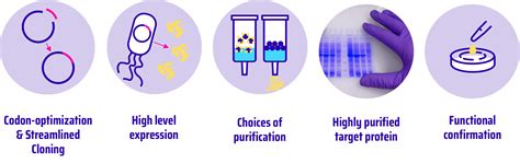 Recombinant Proteins Epitogenx