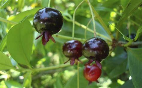 Arvores Frutiferas Brasileiras De A A Z - Arvores Frutiferas Brasileiras De A A Z - FDPLEARN