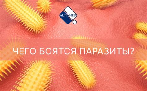 Все, что вам нужно знать о паразитах в организме человека