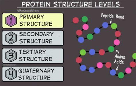 Protein Structure Protein Structure Levels Descobrir E