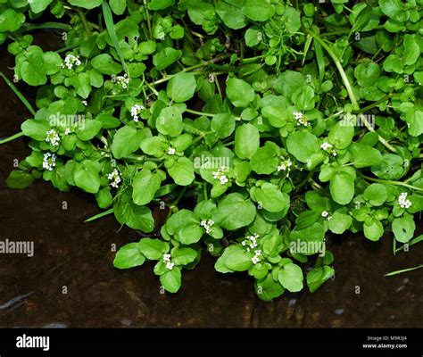 Small Watercress Hi Res Stock Photography And Images Alamy